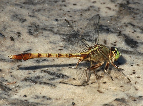 Male
25 Oct 2004  FL